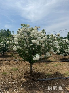 高度250厘米木本绣球