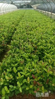 高度30厘米欧洲荚蒾