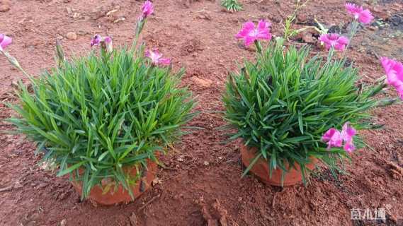 高度15厘米欧石竹