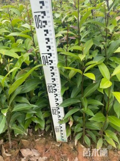 高度40厘米阴香小苗