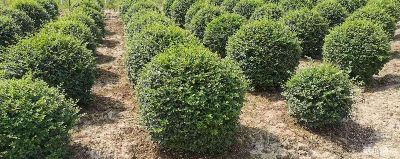 冠幅120厘米小叶女贞球