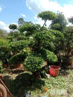 高度250厘米三角梅