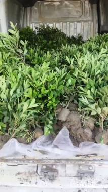 高度35厘米毛鹃