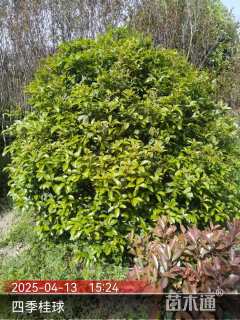 冠幅220厘米四季桂球