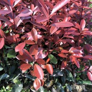 高度90厘米红叶石楠小苗