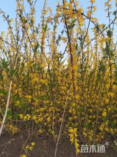 高度150厘米连翘