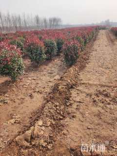 冠幅100厘米红叶石楠球