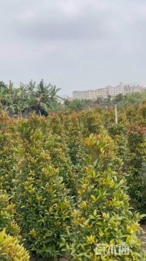 高度180厘米红车