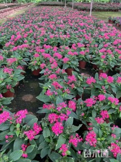 高度18厘米五星花