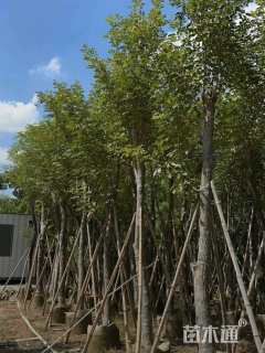 5公分黄花风铃木