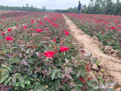 高度40厘米月季