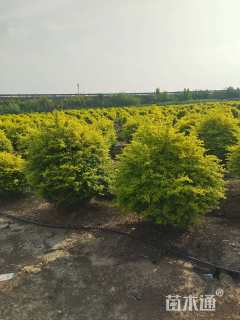 冠幅80厘米亮晶女贞球