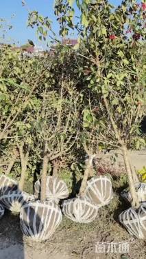 高度300厘米木绣球