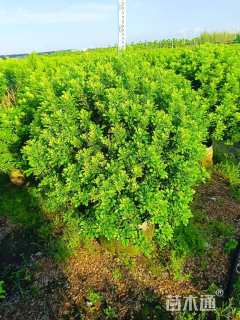 高度80厘米米兰球