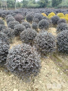 冠幅120厘米红花继木球