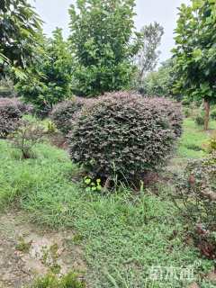 冠幅170厘米红花继木球