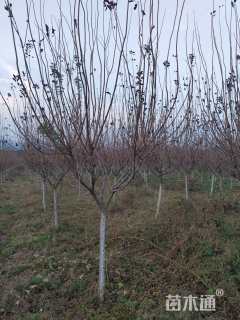 高度250厘米紫叶红栌