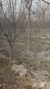 8公分红宝石海棠