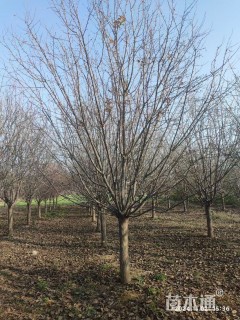 15公分绚丽海棠