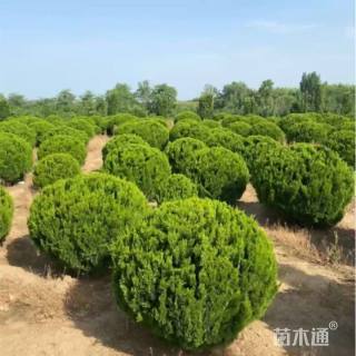 冠幅100厘米龙柏球