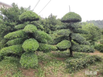 移栽苗造型罗汉松