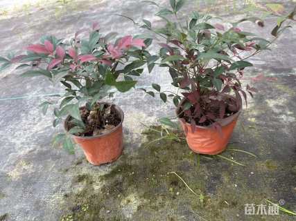 高度15厘米南天竹