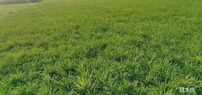 高度14厘米麦冬