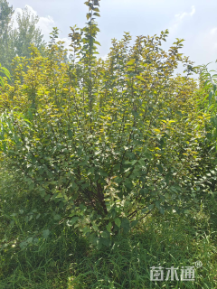 高度200厘米丛生榆叶梅
