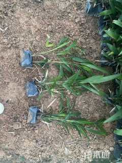 裸干高30厘米棕竹