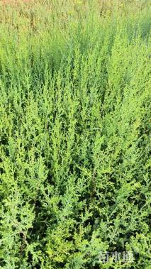 高度30厘米西藏柏木