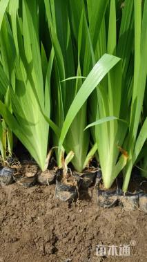 高度15厘米黄花鸢尾