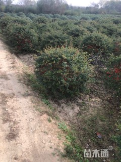 冠幅100厘米小叶女贞球