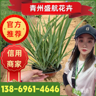 高度20厘米紫露草