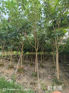 12公分红花风铃木