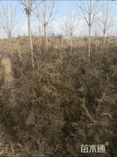 高度150厘米侧柏