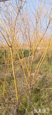 高度200厘米丛生金枝槐