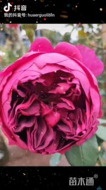 高度10厘米欧洲月季