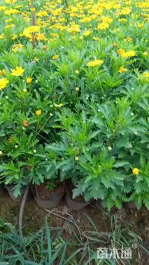 高度30厘米木春菊