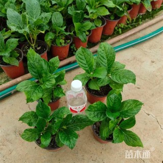 高度45厘米绣球