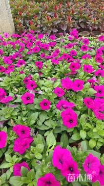 高度15厘米垂钓牵牛