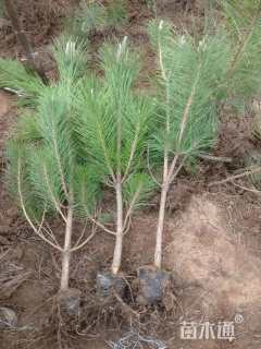 高度80厘米油松