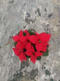 高度30厘米一品红