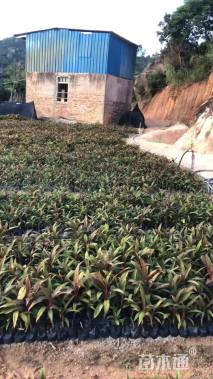 高度60厘米红叶朱蕉