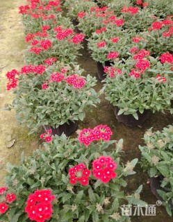 高度35厘米美女樱