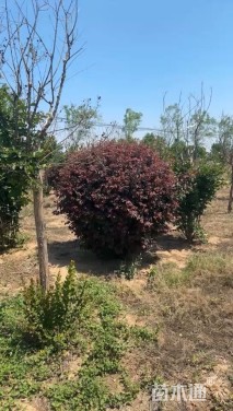 高度150厘米红叶李球