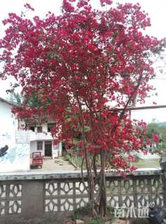 冠幅150厘米三角梅球