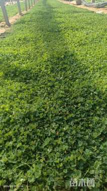 高度12厘米白三叶