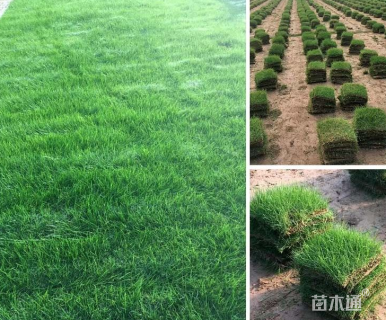 黑麦草