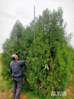 高度180厘米侧柏