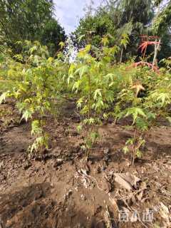 高度100厘米丛生鸡爪槭